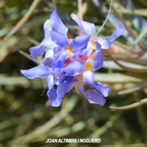 Tillandsia bergeri. (Orn)