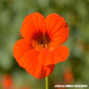 Tropaeolum majus. (Nat.)
