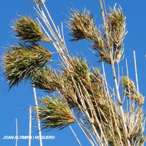 Anomalia 28 (Arundo donax)