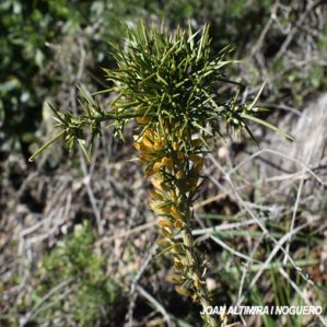 Anomalia 5 (Ulex parviflorum)