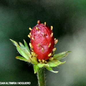 Anomalia 51 (Fragaria vesca)