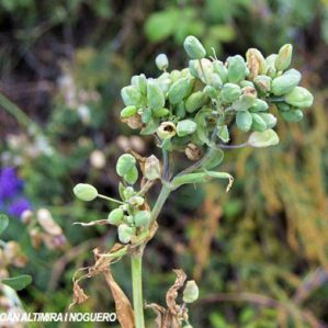 Anomalia 52 (Silene vulgaris)