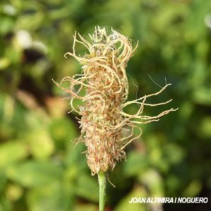 Anomalia 56 (Plantago lanceolata)
