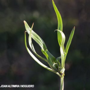 Anomalia 57 (Plantago lanceolata)