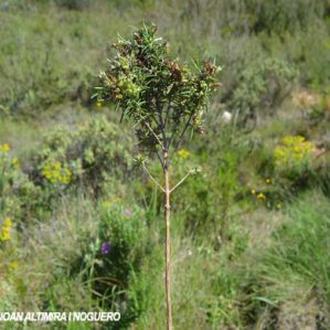 Anomalia 59 (Rosmarinus officinalis)
