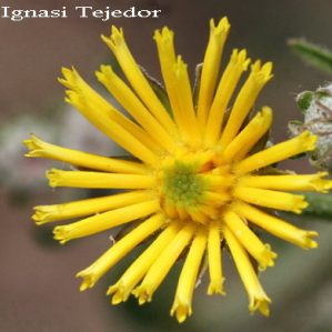 Anomalia 60 (Picris hieracioides)