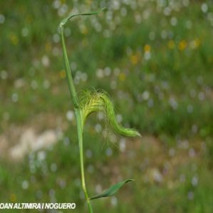 Anomalia 61 (Graminia)