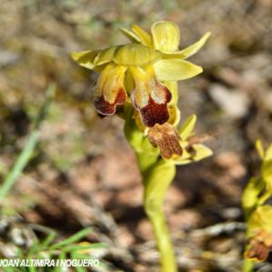 Anomalia 36 (Ophrys)