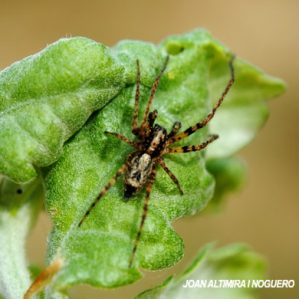 Anyphaena accentuata