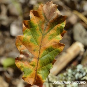 Apiognomonia quercina. (Pat)