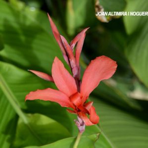 Canna iridiflora. (Orn)