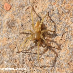 Cheiracanthium mildei