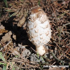 Coprinus comatus
