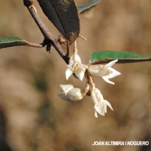 Elaeagnus ebbingei. (Orn)