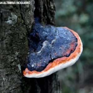 Fomitopsis pinicola
