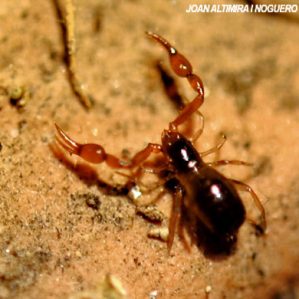 Halobisium occidentale