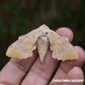 Laothoe populi