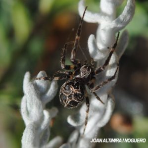 Larinioides sclopetarius