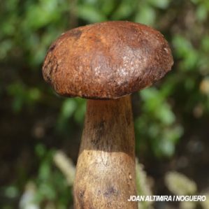 Leccinum lepidum