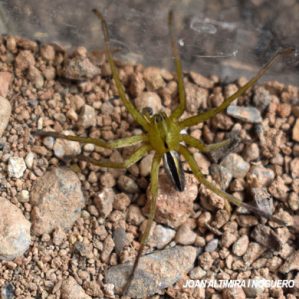Micrommata ligurina