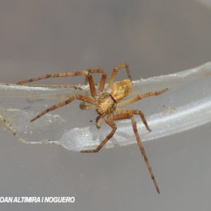 Philodromus aureolus
