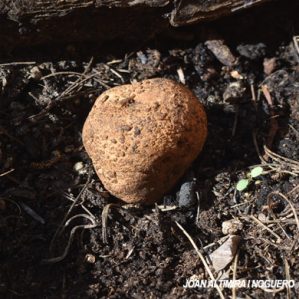 Rhizopogon rocabrunae