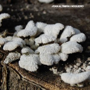 Schizophyllum commune