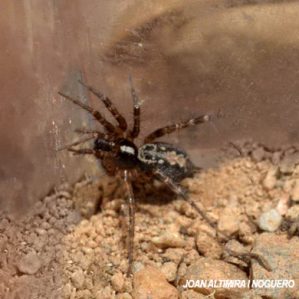 Textrix pinicola
