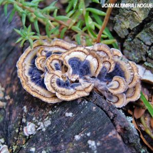 Trametes versicolor