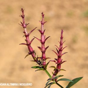 Anomalia 58 (Galium aparine)