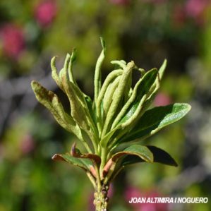 Aceria alpestris