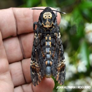 Acherontia atropos