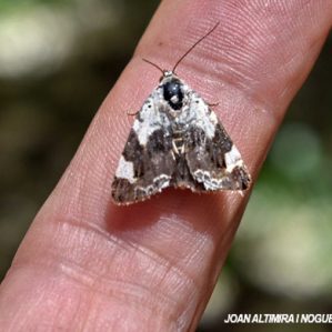 Acontia lucida