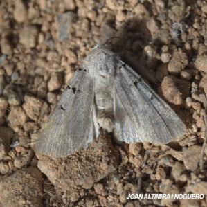 Eugnorisma glareosa