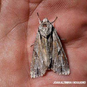 Acronicta cuspis
