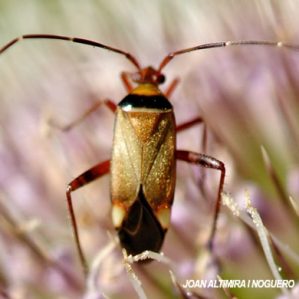 Adelphocoris vandalicus