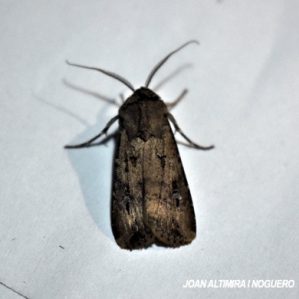 Agrotis ipsilon