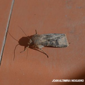 Agrotis segetum