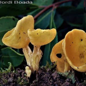 Aleuria rhenana