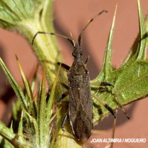 Dicranocephalus albipes