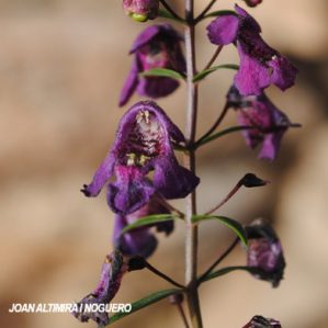 Angelonia salicariifolia. (Orn)