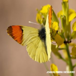 Anthocharis euphenoides