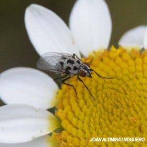 Anthomyia pluvialis