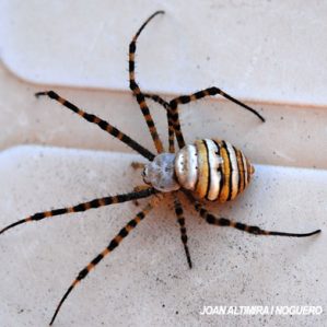 Argiope trifasciata