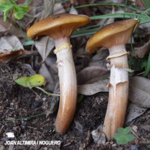 Armillaria mellea