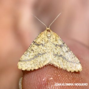 Aspitates ochrearia