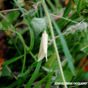 Aspitates gilvaria