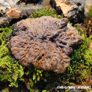 Auricularia mesenterica