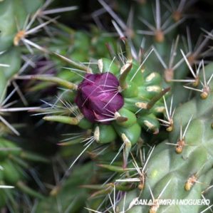 Austrocylindropuntia subulata. (Orn)
