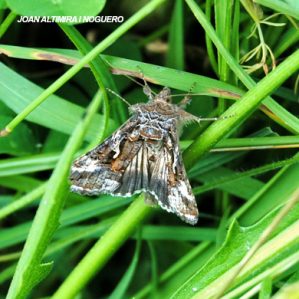 Autographa pulchrina